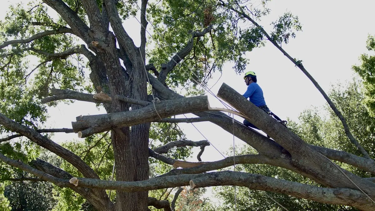 Professional Hazardous Tree Removal performed by certified arborists in Charlottesville