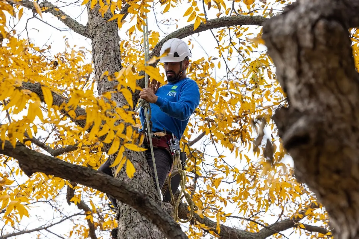 Skilled Tree Transplanting crew working in Charlottesville